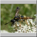 Tenthredo vespa - Blattwespe w02.jpg